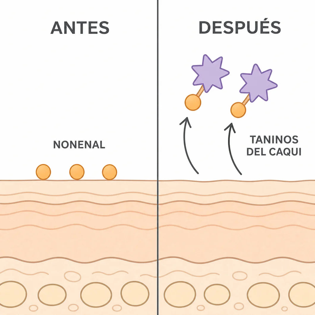 Esquema antes y después: los taninos del caqui neutralizan el 2-nonenal en la piel