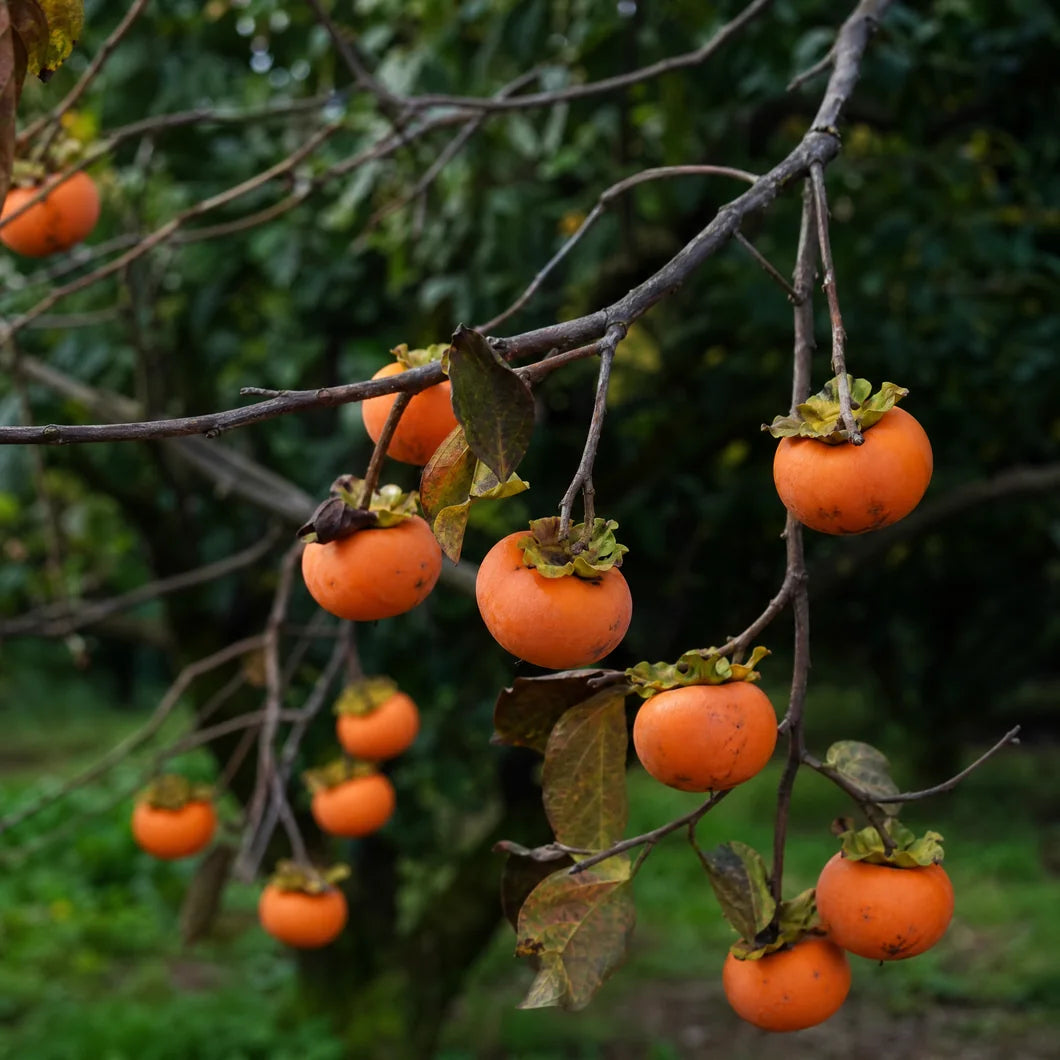 Caquis maduros en el árbol, fuente del extracto rico en taninos